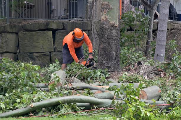 Trusted El Cerro, NM Tree Service Experts